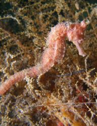 (seahorse)my secret spot palm beach fl. by Joanne Fraser 
